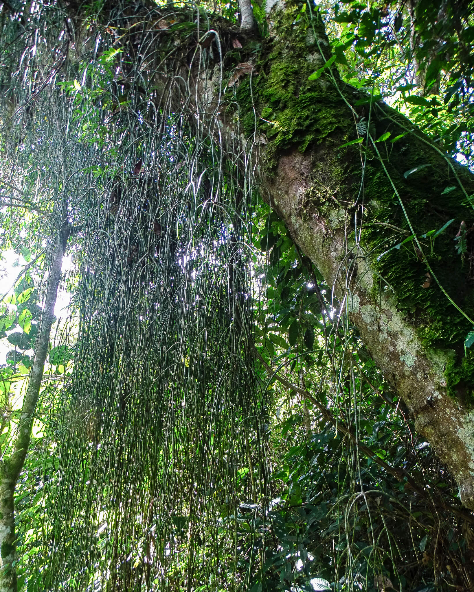 Rhipsalis baccifera